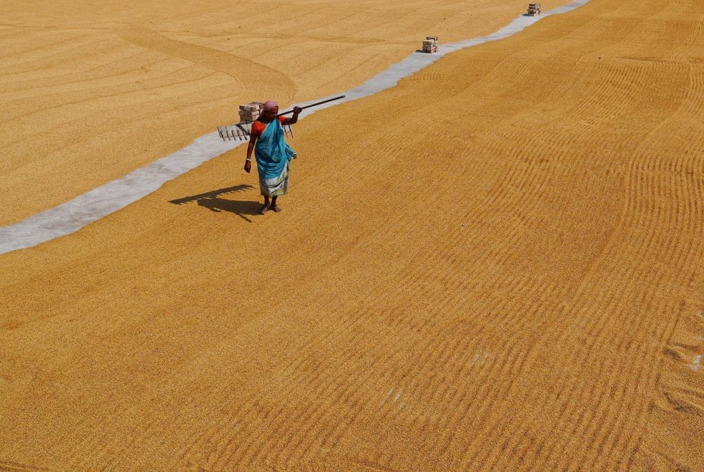 Prohibición de soja GM genera nueva crisis alimentaria en&nbsp;India