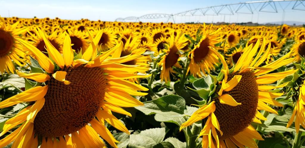 Zeta Semillas impulsa expansion girasolera con nuevos materiales&nbsp;geneticos