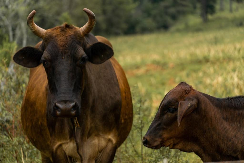 Agricultura retira lácteos de Siocal sin reducir vigilancia:&nbsp;oficial
