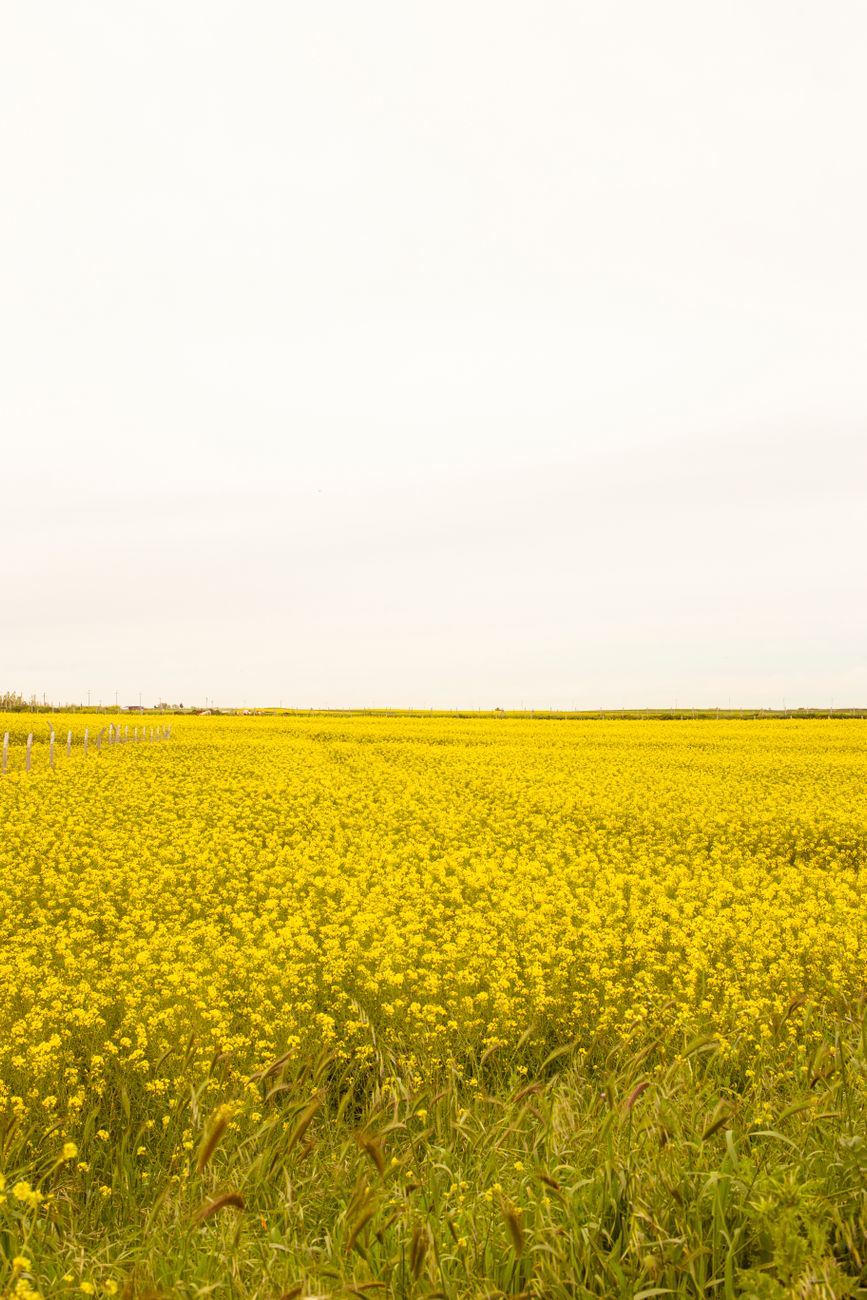 Oleaginosas invernales: colza, cártamo y camelina como opciones&nbsp;productivas