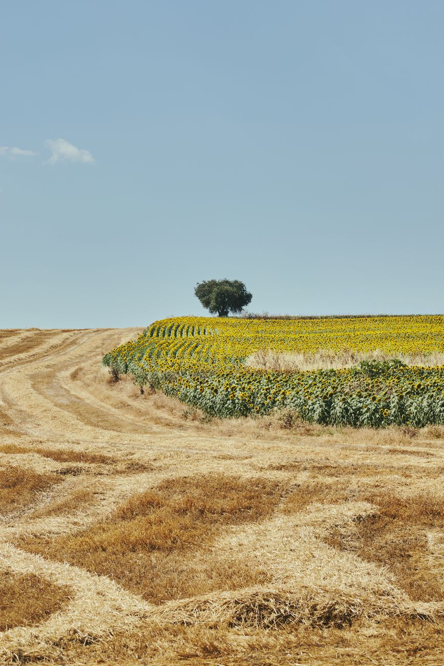 Redefinicion de manejo agrícola frente a El&nbsp;Niño