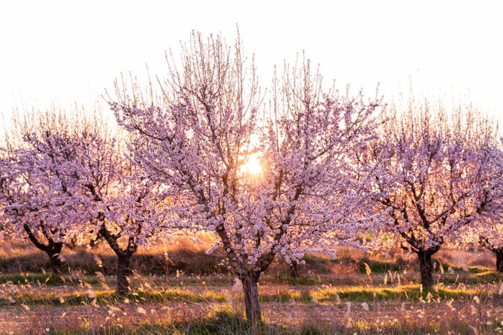 Productor abandona almendras ante erosion economica del&nbsp;cultivo