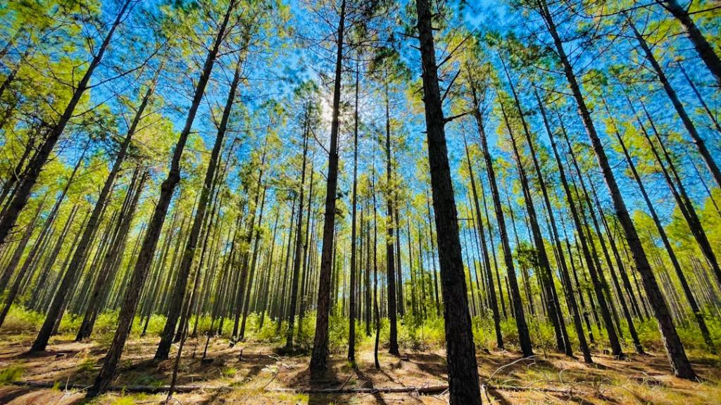Inversiones forestales topan con mercado debil y problemas&nbsp;logisticos