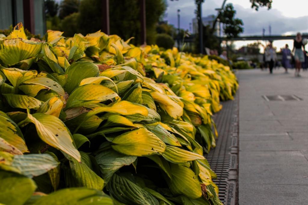 Las hojas amarillas del ficus: aprende a interpretar lo que&nbsp;dice